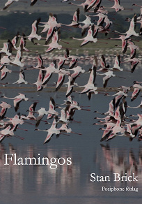 Omslagsbild för Flamingos
