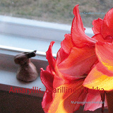Omslagsbild för Amaryllis, ritarillinen kukka: Multasormen mietteet