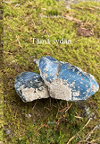 Omslagsbild för Tämä sydän: Runoja
